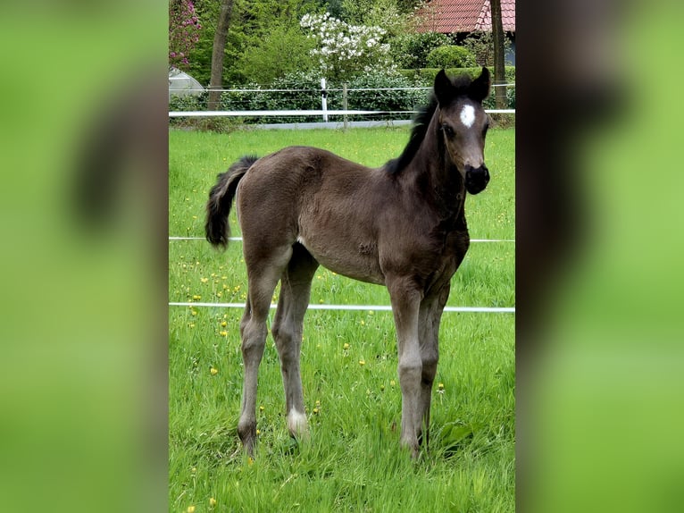 Koń oldenburski Klacz  170 cm Kara in Westerstede
