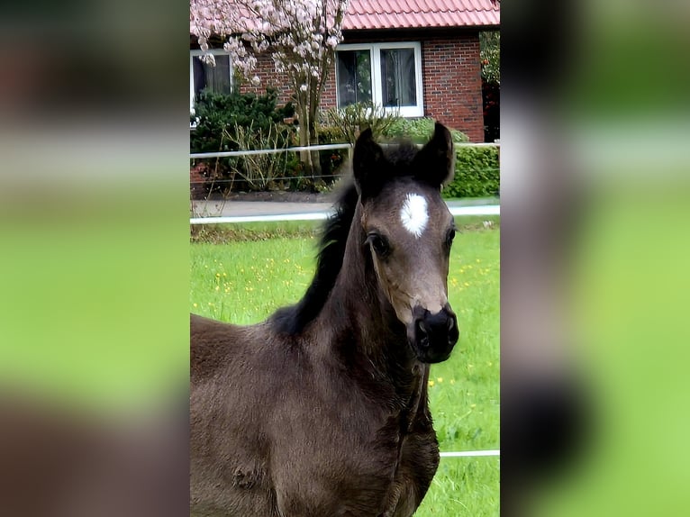 Koń oldenburski Klacz  170 cm Kara in Westerstede