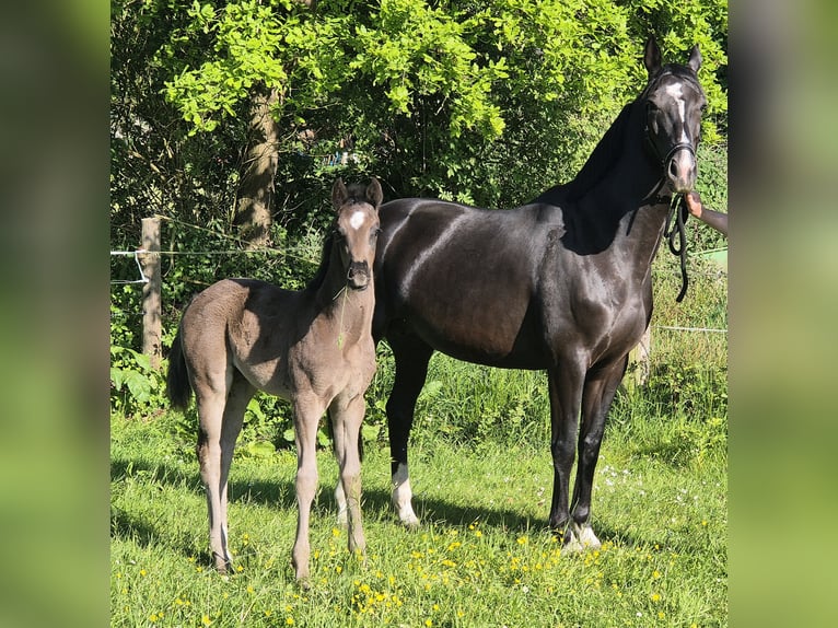 Koń oldenburski Klacz  170 cm Kara in Westerstede