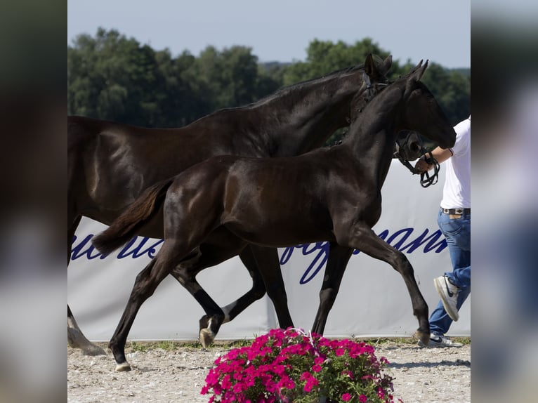 Koń oldenburski Klacz Źrebak (02/2024) 170 cm Kara in Belgern