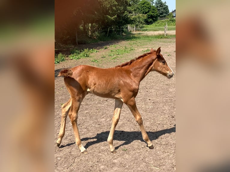 Koń oldenburski Klacz  170 cm Kasztanowata in Fehrbellin Protzen