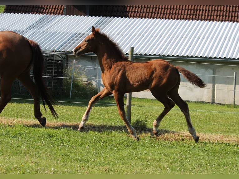 Koń oldenburski Klacz  170 cm Kasztanowata in Trockenborn