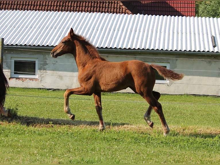 Koń oldenburski Klacz  170 cm Kasztanowata in Trockenborn