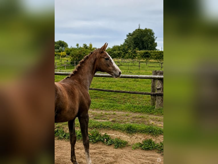 Koń oldenburski Klacz Źrebak (05/2026) 170 cm  in Stralendorf