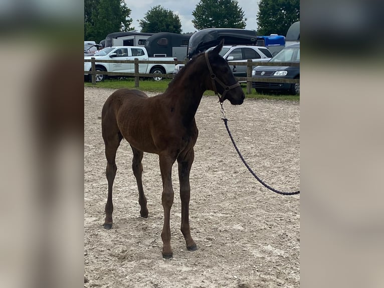 Koń oldenburski Klacz  170 cm Skarogniada in SaterlandSaterland