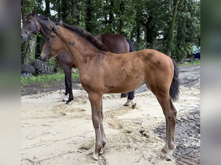 Koń oldenburski Klacz  172 cm Ciemnogniada in Barver