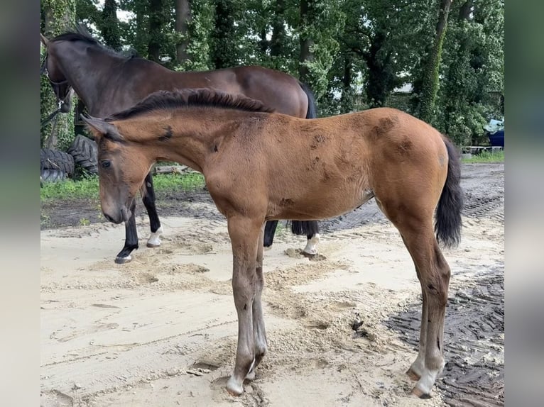 Koń oldenburski Klacz  172 cm Ciemnogniada in Barver