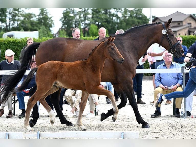 Koń oldenburski Klacz Źrebak (04/2025) 172 cm Gniada in Ovelg&#xF6;nne