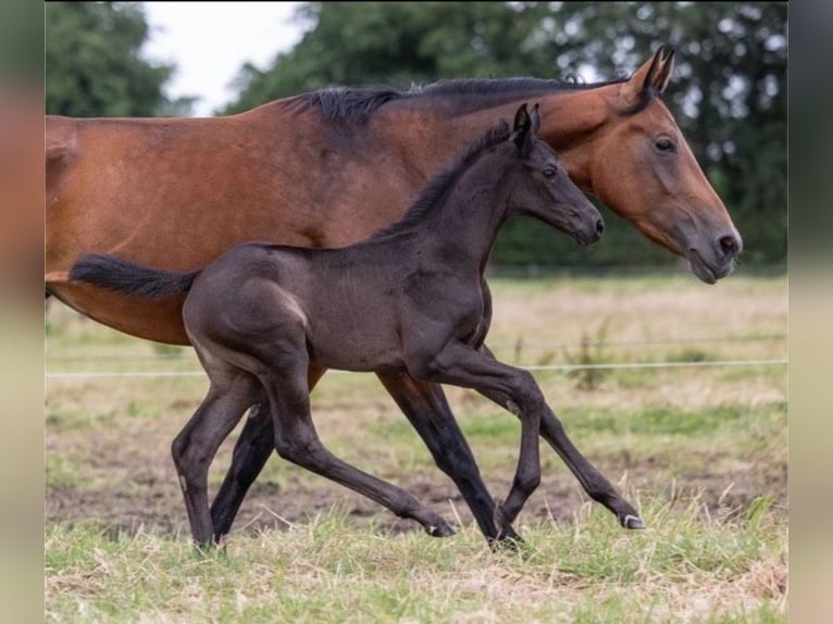 Koń oldenburski Klacz Źrebak (06/2024) 172 cm Kara in Holtland