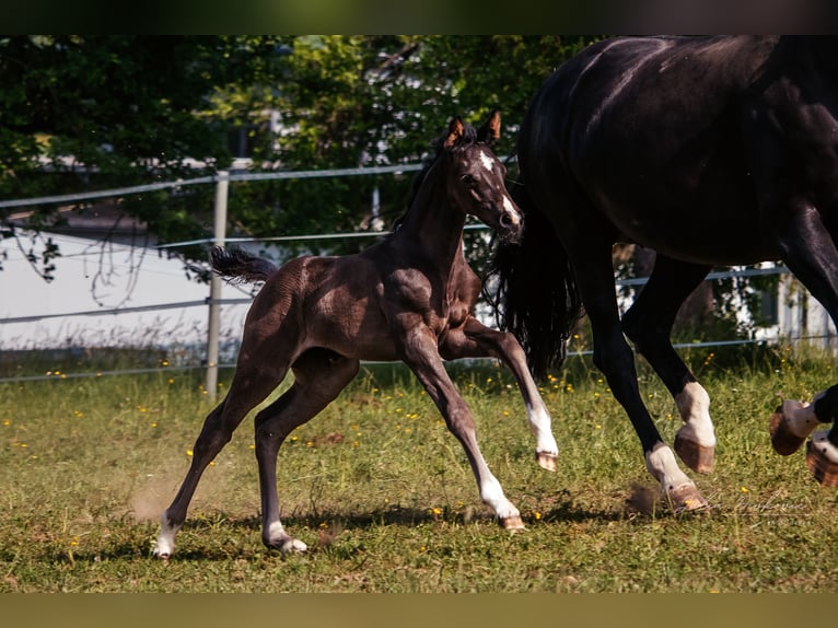 Koń oldenburski Klacz Źrebak (05/2026) 173 cm Kara in Horb am Neckar