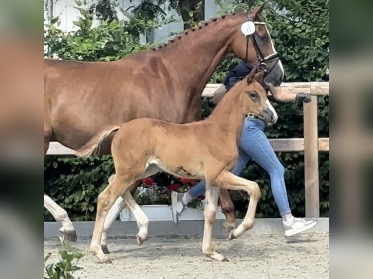 Koń oldenburski Klacz Źrebak (05/2024) 174 cm Ciemnokasztanowata in Westerkappeln