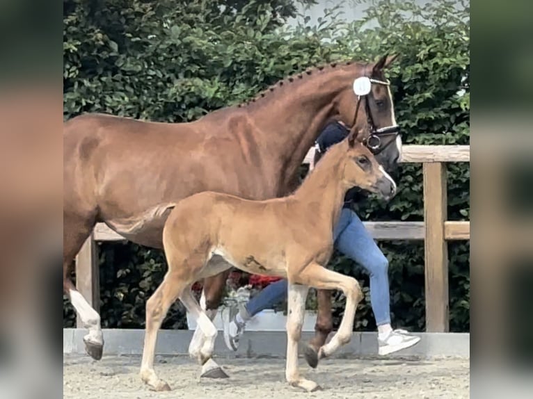 Koń oldenburski Klacz Źrebak (05/2024) 174 cm Ciemnokasztanowata in Westerkappeln