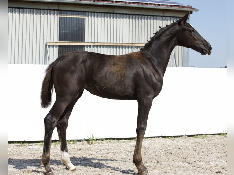 Koń oldenburski Klacz Źrebak (03/2024) 174 cm Kara in Belgern