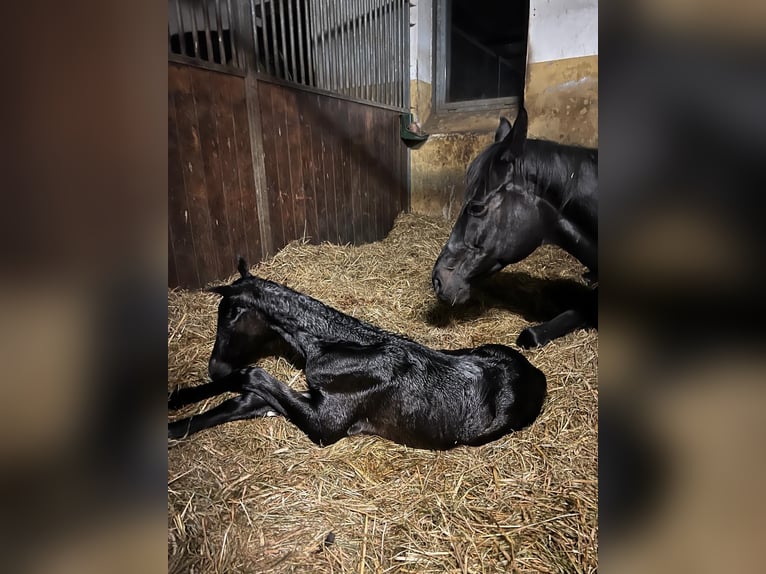 Koń oldenburski Klacz Źrebak (04/2024) Ciemnogniada in Ludwigsfelde