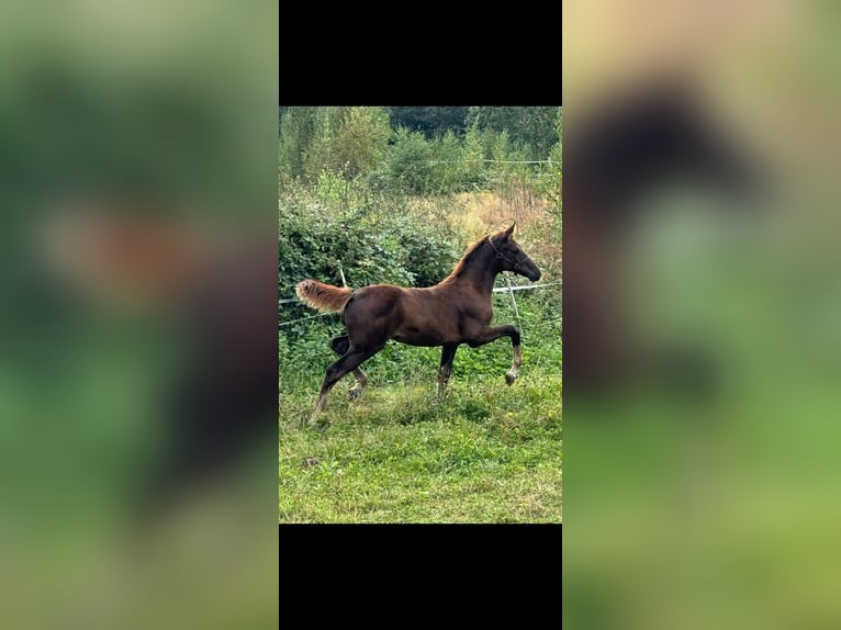 Koń oldenburski Klacz  Ciemnokasztanowata in Dillenburg