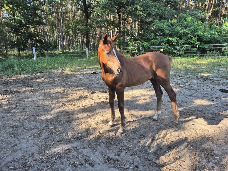 Koń oldenburski Klacz Źrebak (04/2025) Ciemnokasztanowata in Drachhausen