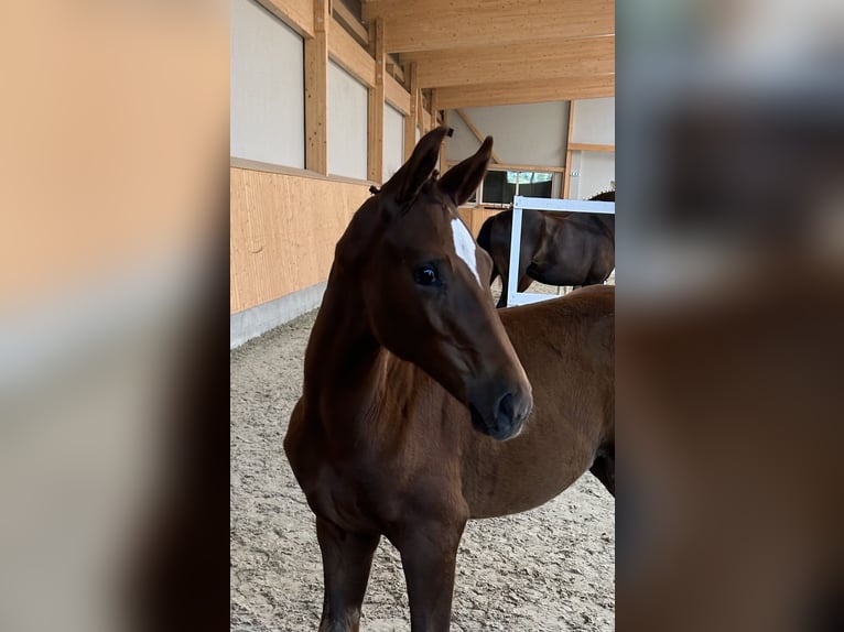 Koń oldenburski Klacz Źrebak (04/2024) Ciemnokasztanowata in Grönheim