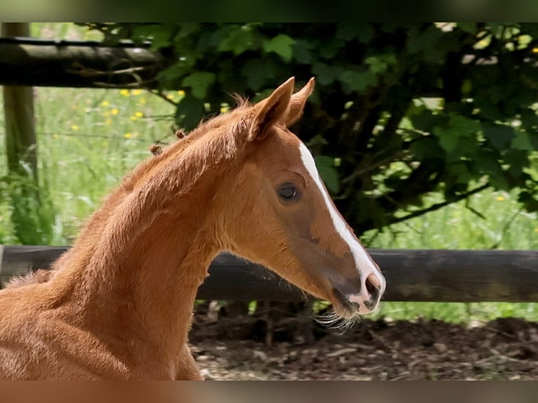 Koń oldenburski Klacz  Ciemnokasztanowata in Hennef