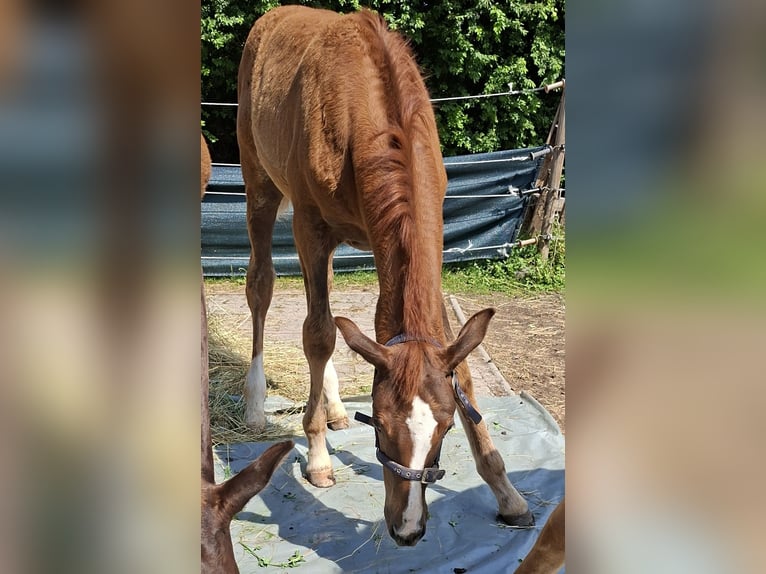 Koń oldenburski Klacz Źrebak (03/2026) Ciemnokasztanowata in Wiesloch