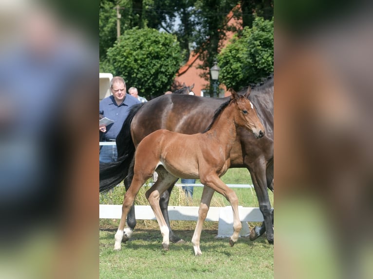 Koń oldenburski Klacz Źrebak (05/2024) Gniada in Ostbevern