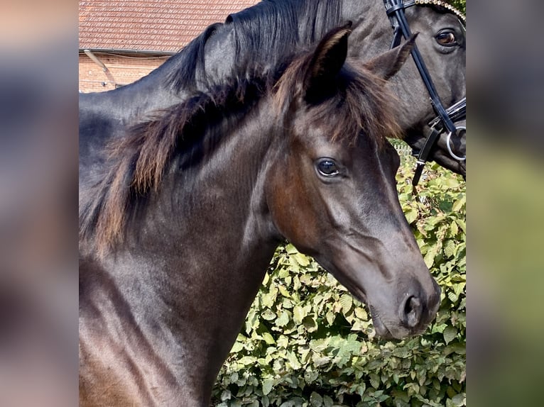 Koń oldenburski Klacz  Kara in Dötlingen