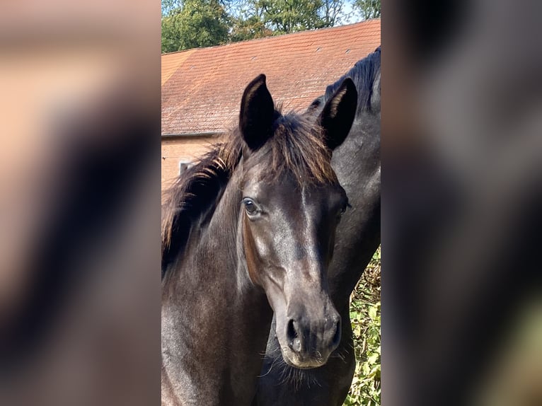 Koń oldenburski Klacz  Kara in Dötlingen