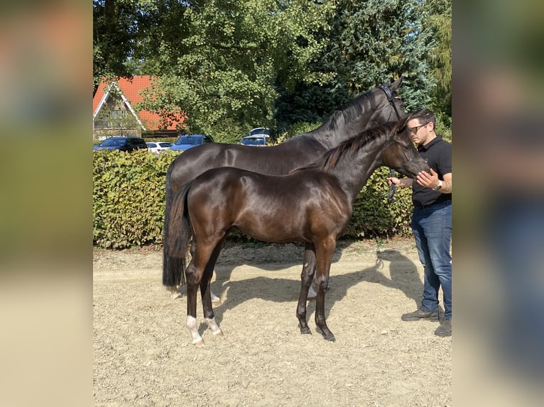 Koń oldenburski Klacz  Kara in Dötlingen