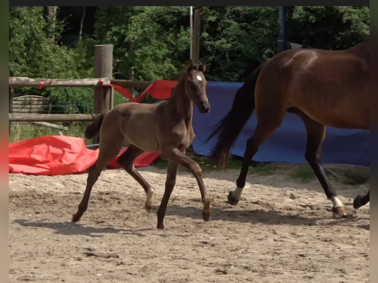 Koń oldenburski Klacz Źrebak (05/2025) Kara in Bersenbr&#xFC;ck