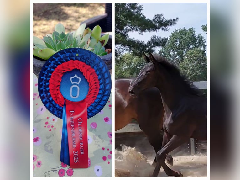 Koń oldenburski Klacz Źrebak (01/2025) Kara in Toruń