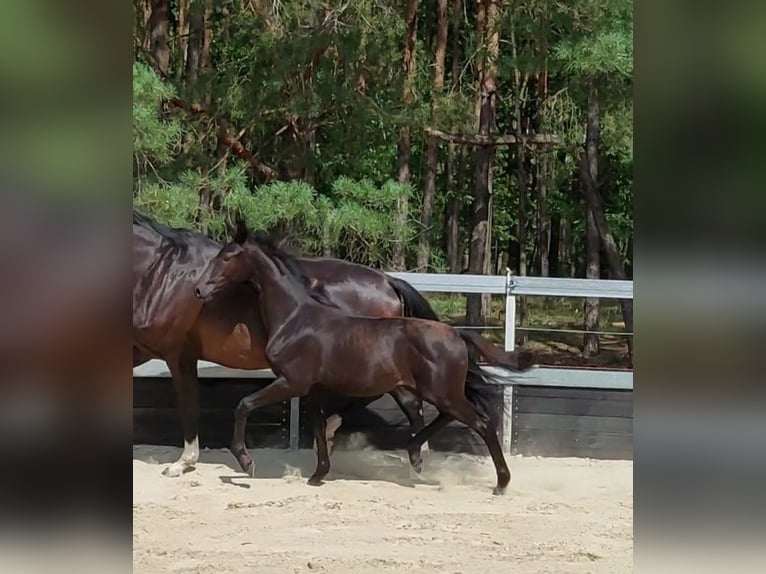 Koń oldenburski Klacz Źrebak (01/2025) Kara in Toruń