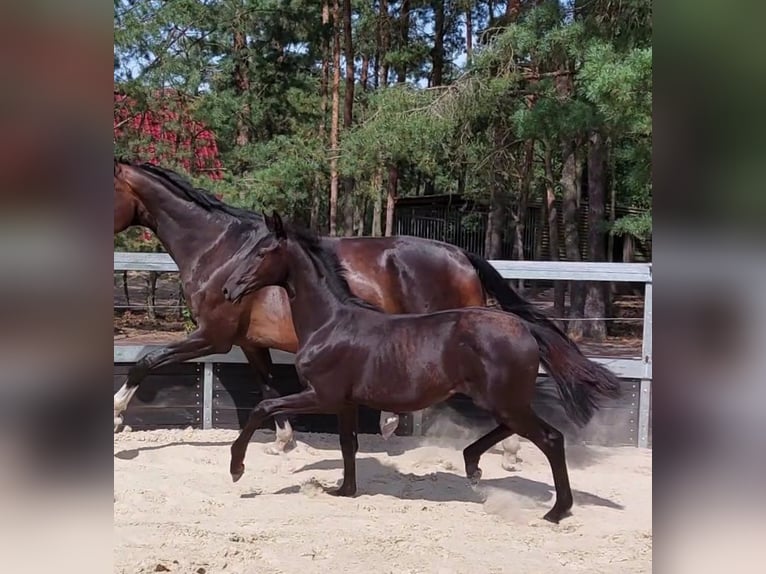 Koń oldenburski Klacz Źrebak (01/2025) Kara in Toruń