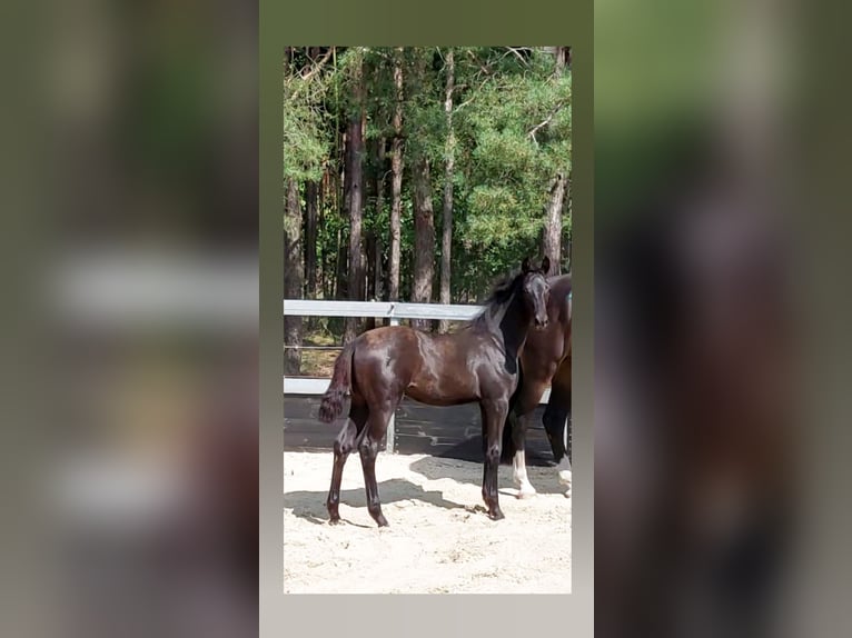 Koń oldenburski Klacz Źrebak (01/2025) Kara in Toruń