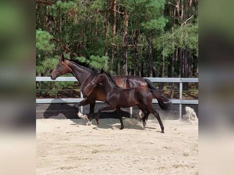 Koń oldenburski Klacz Źrebak (01/2025) Kara in Toruń