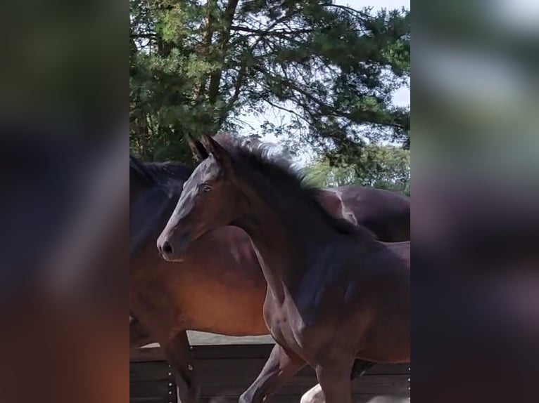 Koń oldenburski Klacz Źrebak (01/2025) Kara in Toruń