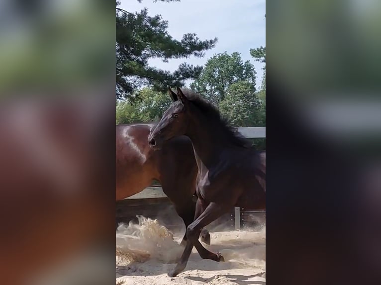 Koń oldenburski Klacz Źrebak (01/2025) Kara in Toruń