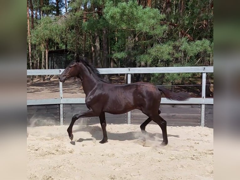 Koń oldenburski Klacz Źrebak (01/2025) Kara in Toruń