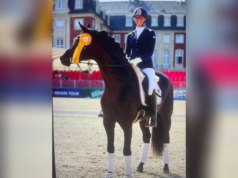 Koń oldenburski Klacz Źrebak (01/2025) Kara in Toruń