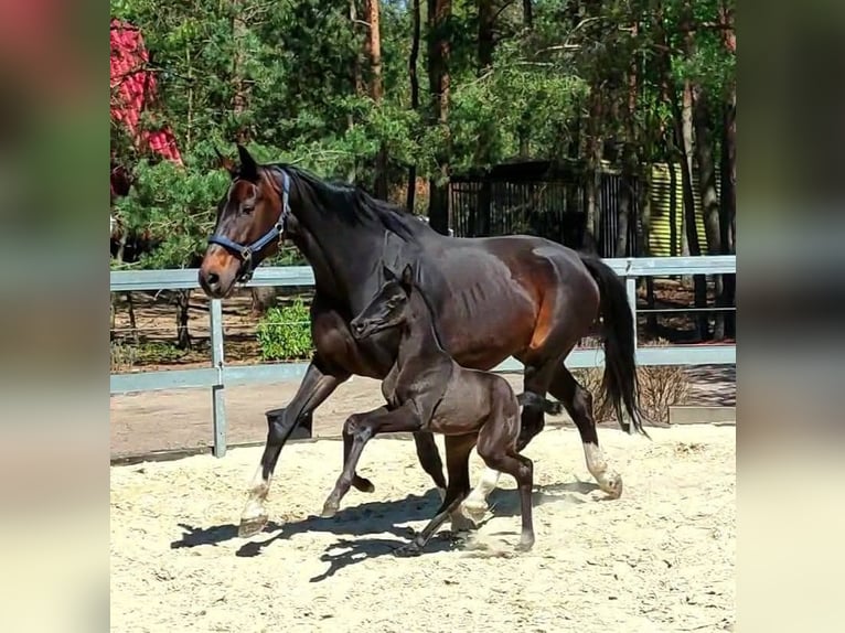 Koń oldenburski Klacz Źrebak (01/2025) Kara in Toruń