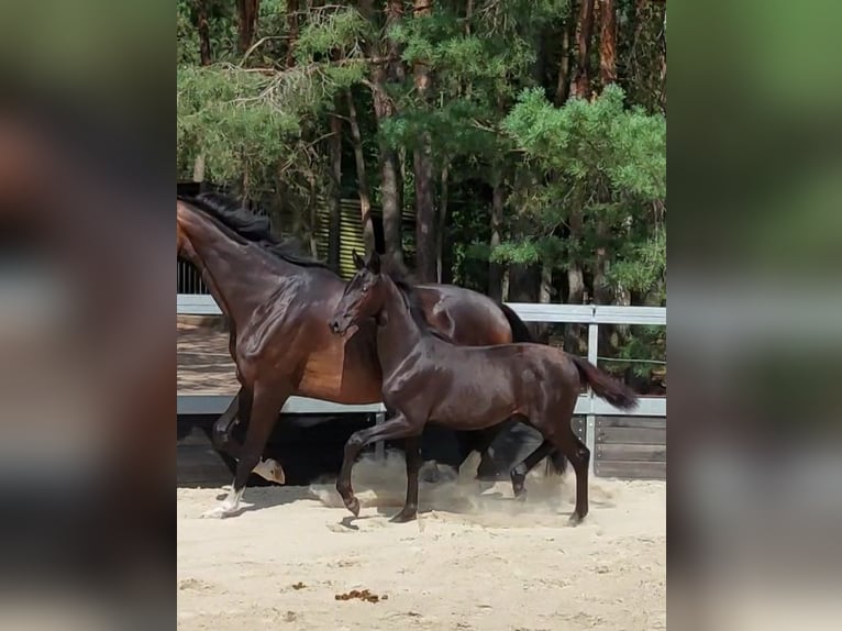 Koń oldenburski Klacz Źrebak (01/2025) Kara in Toruń