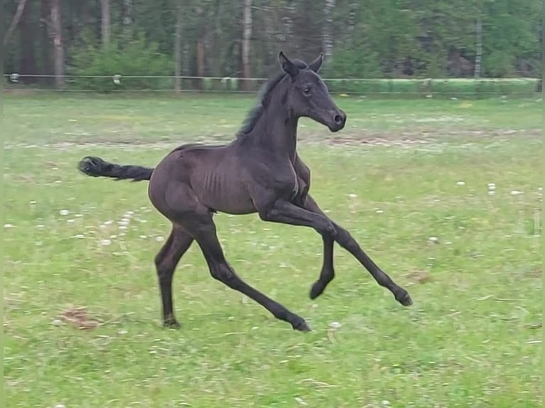Koń oldenburski Klacz Źrebak (01/2025) Kara in Toruń