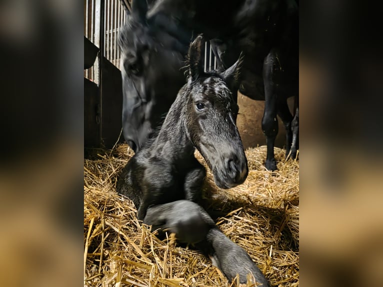 Koń oldenburski Klacz  Kara in Wülfrath