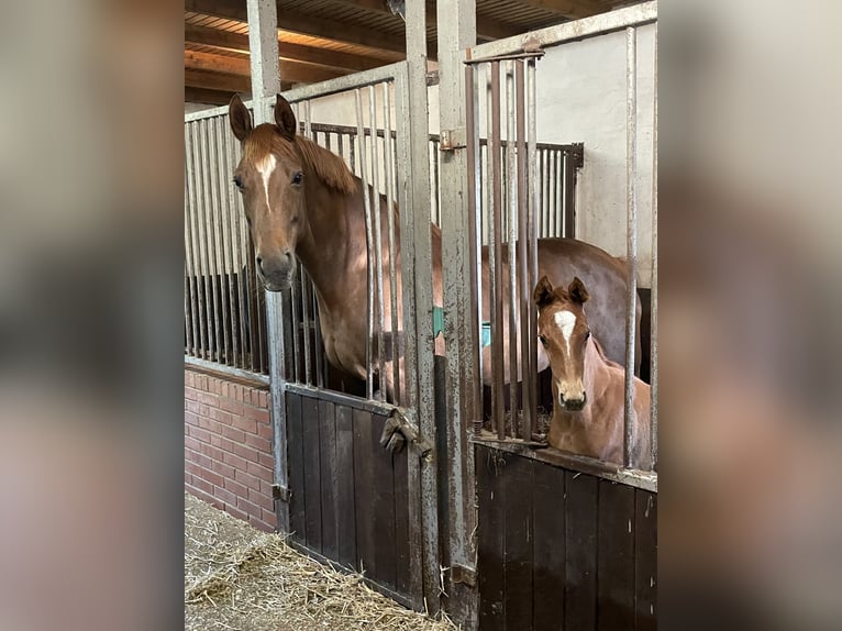 Koń oldenburski Klacz Źrebak (04/2024) Kasztanowata in Löningen