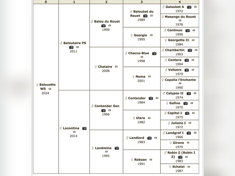 Koń oldenburski Klacz Źrebak (01/2024) in Grabówka