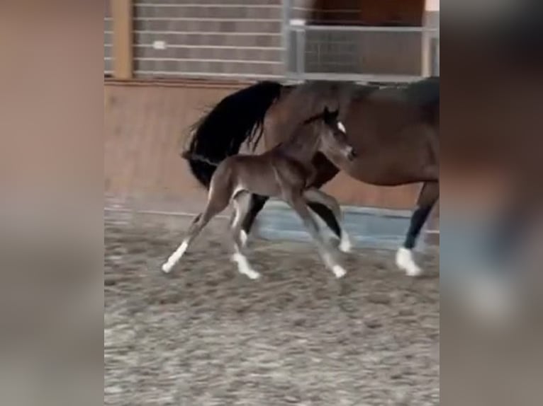 Koń oldenburski Klacz Źrebak (04/2026)  in Vechta