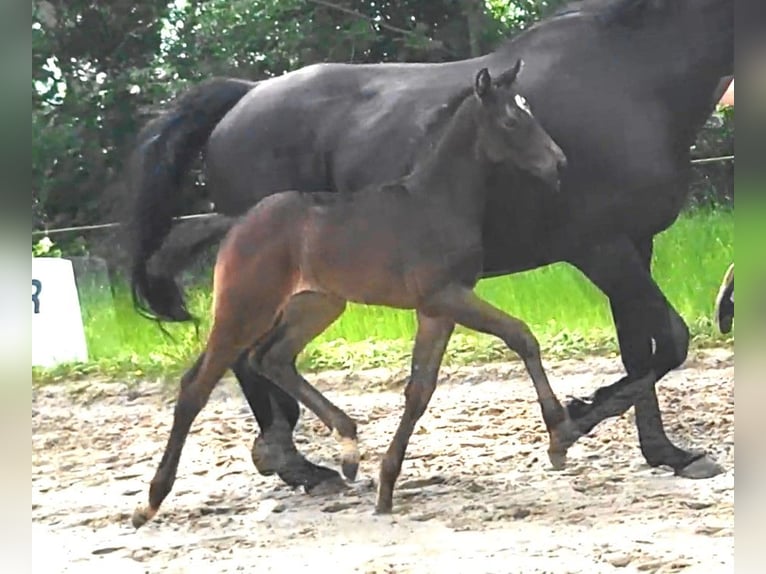 Koń oldenburski Klacz  Skarogniada in Butjadingen