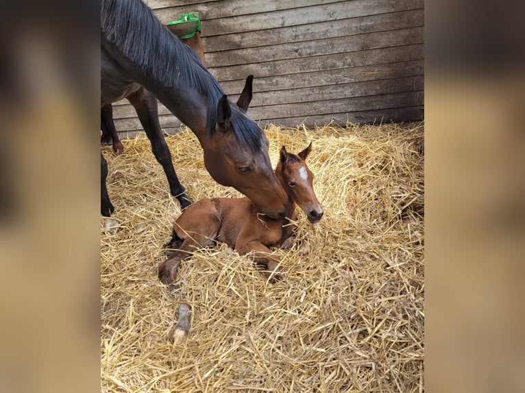 Koń oldenburski Nieznany Źrebak (04/2026) 174 cm  in Ganderkesee