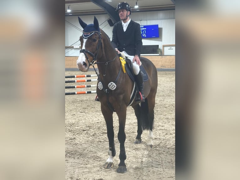 Koń oldenburski Ogier 11 lat 172 cm Gniada in Kaufungen