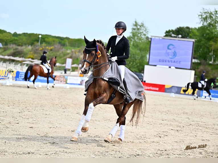 Koń oldenburski Ogier 13 lat 173 cm Ciemnokasztanowata in L&#xF6;ningen
