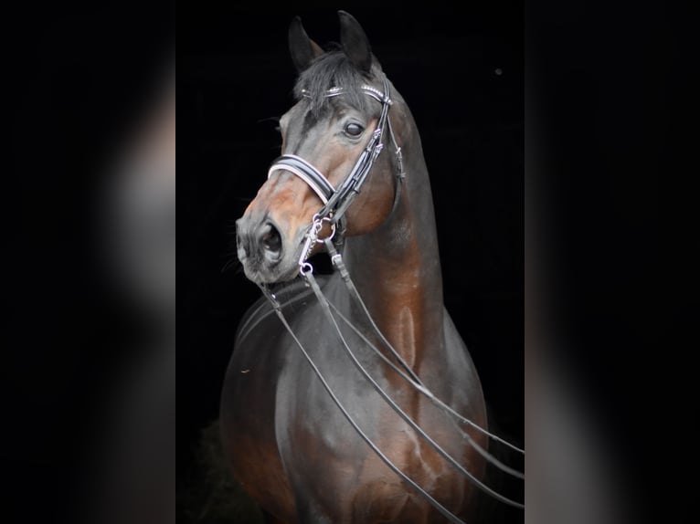 Koń oldenburski Ogier 15 lat 170 cm Ciemnogniada in Herbstein