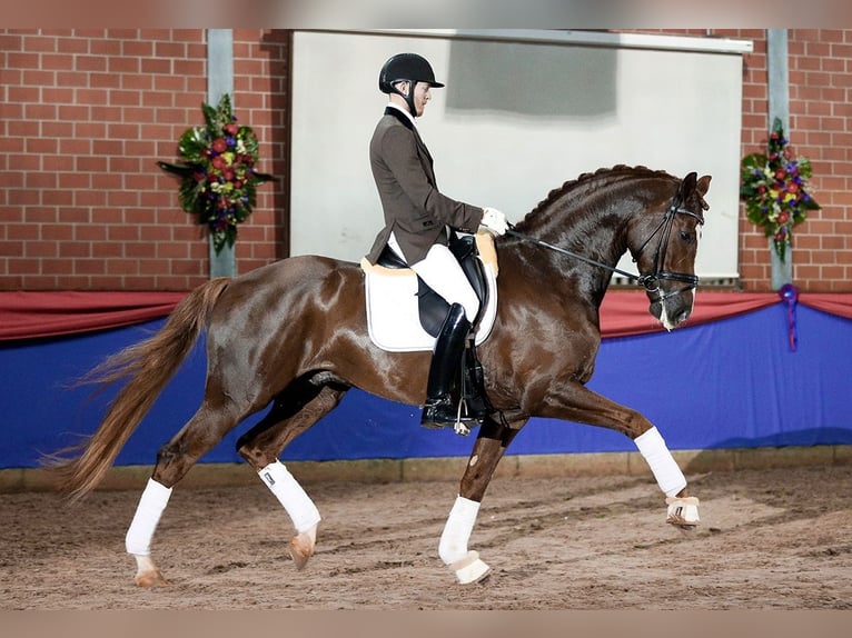 Koń oldenburski Ogier 15 lat 175 cm Kasztanowata in Radzionków